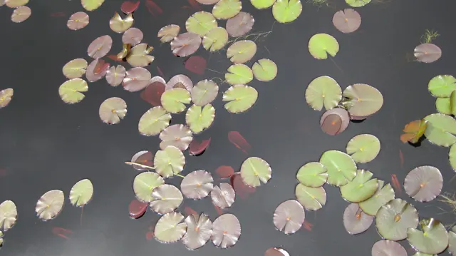 Round green and reddish leaves float on dark still water.