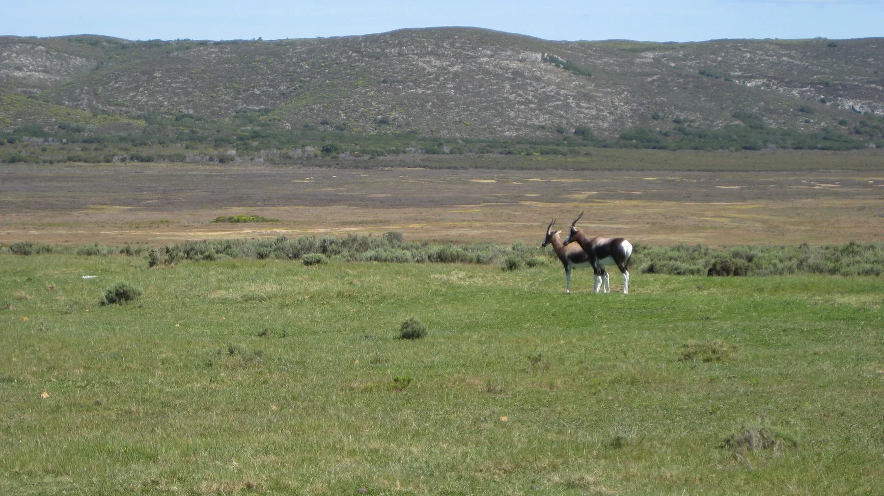 Two antelope stand in open grass below a long low ridge.