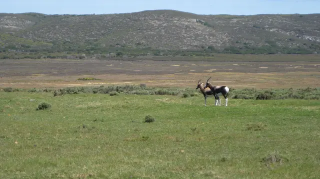 Two antelope stand in open grass below a long low ridge.