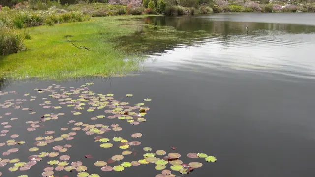 Small ripples spread beside floating leaves and a grassy bank.