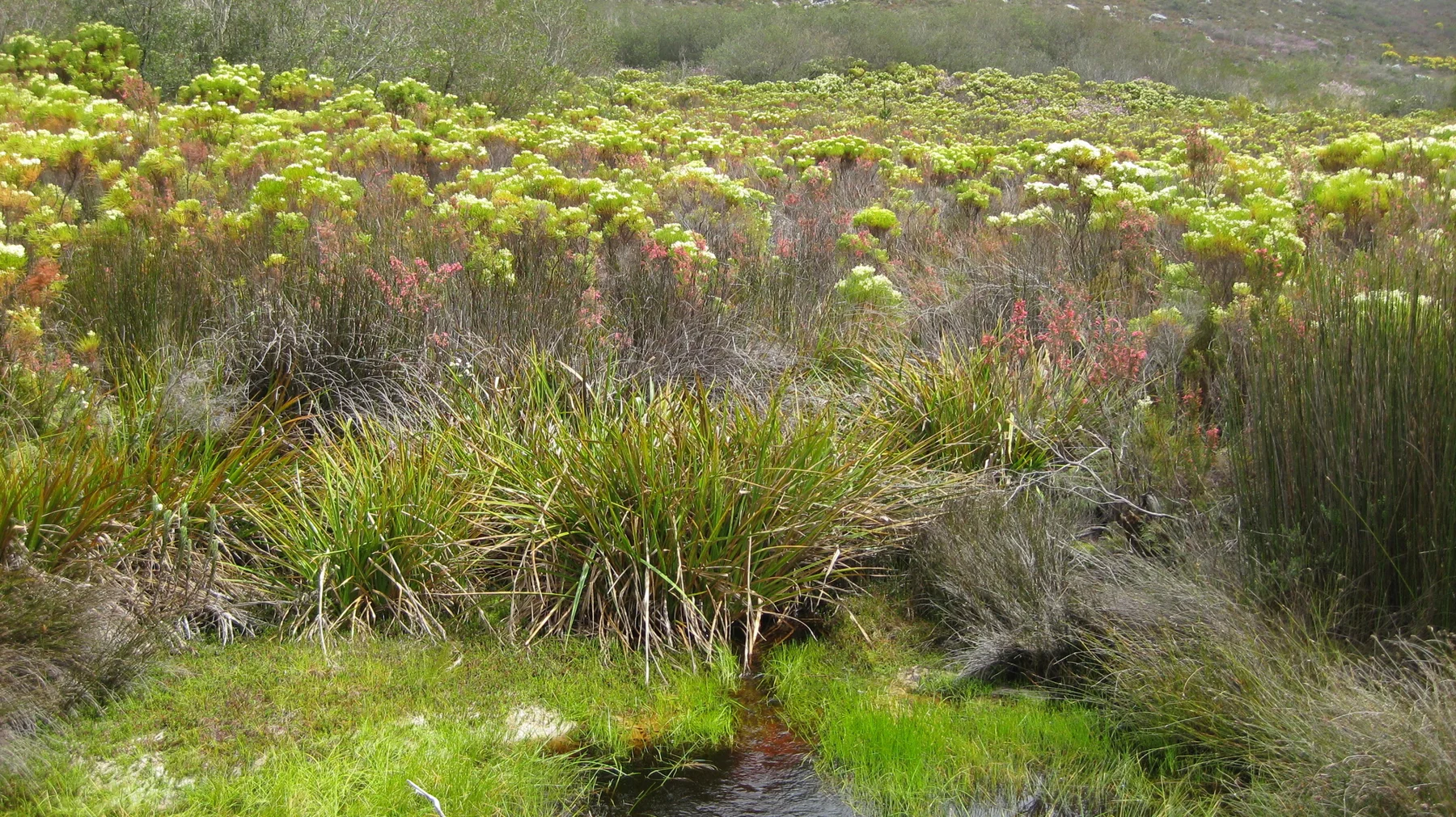 Tall grasses and pale flowering shrubs border a small pond.