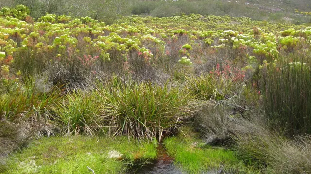 Tall grasses and pale flowering shrubs border a small pond.