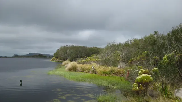 Gray water meets a green vegetated bank beneath heavy clouds.