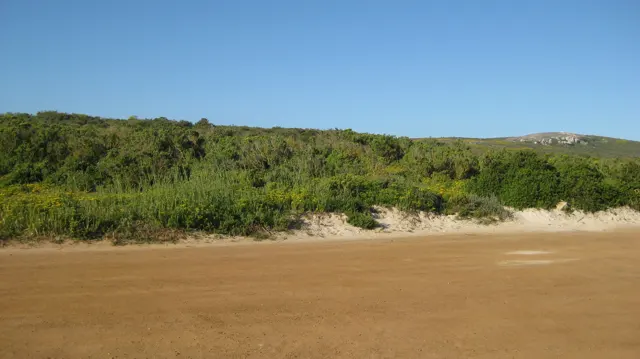 A broad sandy verge borders dense low shrubs under clear sky.