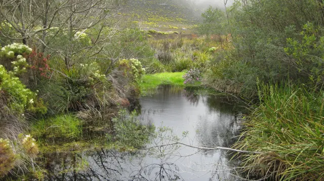 Still water lies between green grasses and dense shrubs.