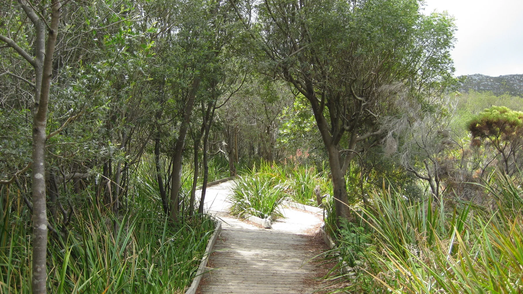 A wooden path passes through slender trees beside grasses.