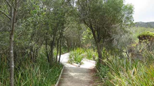 A wooden path passes through slender trees beside grasses.