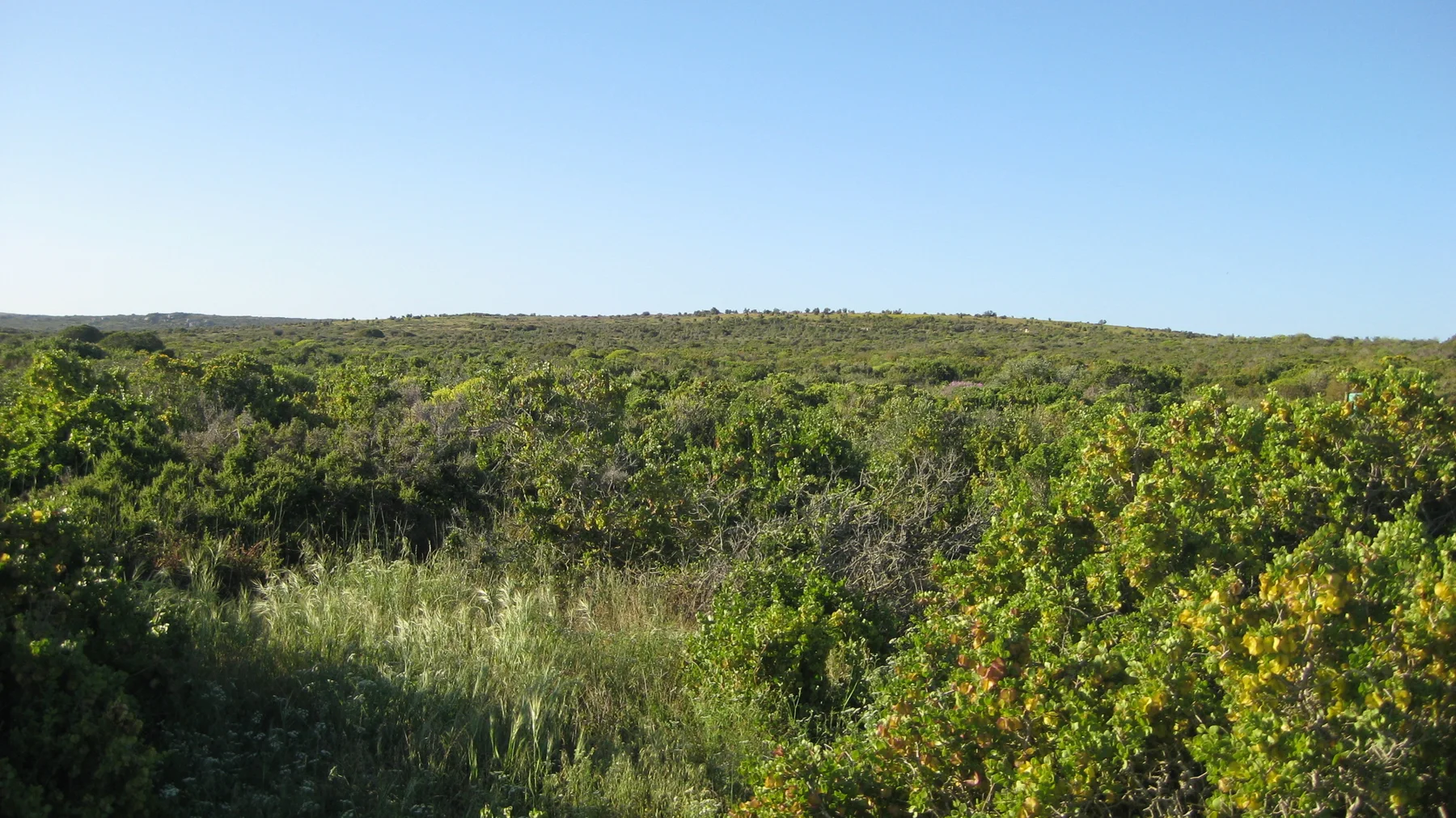 Dense low shrubs fill an open landscape beneath clear sky.