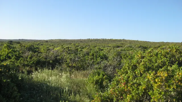 Dense low shrubs fill an open landscape beneath clear sky.