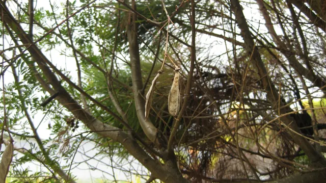 Thin interwoven branches surround a tree trunk above glimpses of water.