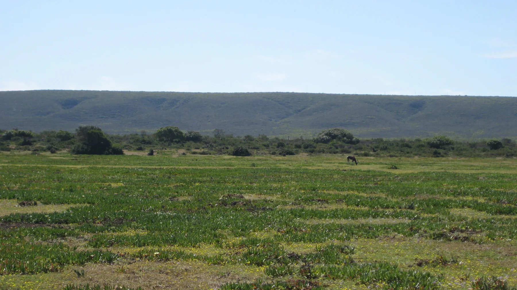Rows of green crops stretch toward a low flat ridge.