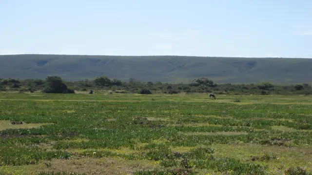Rows of green crops stretch toward a low flat ridge.