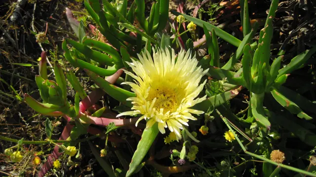 A pale yellow flower opens among thick pointed green leaves.
