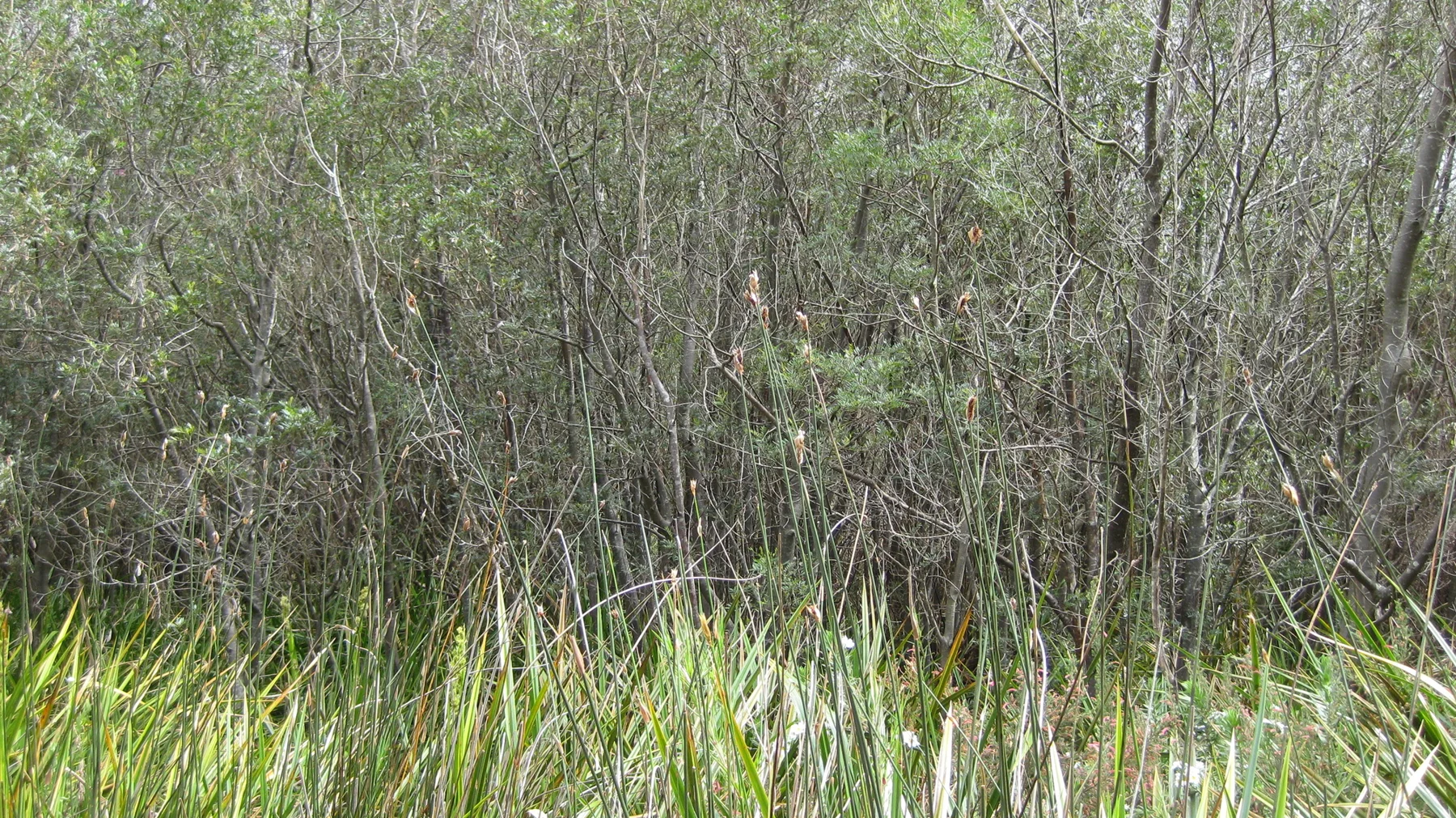 Slender gray stems rise behind a fringe of green grasses.