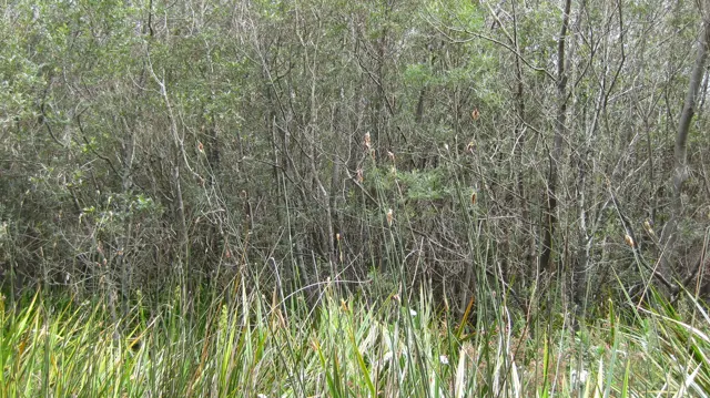 Slender gray stems rise behind a fringe of green grasses.