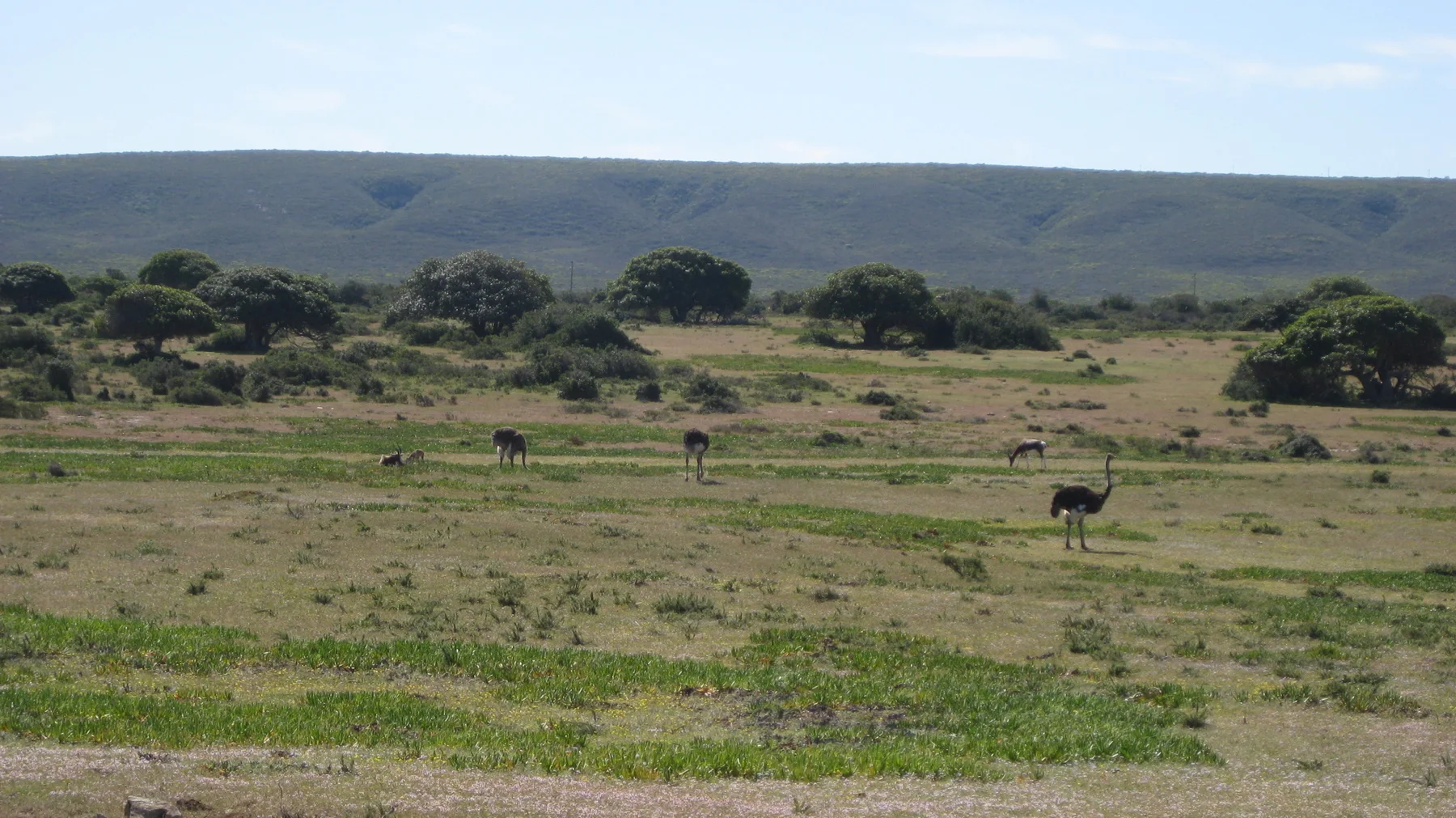 Distant animals dot a broad grassy field below a low ridge.