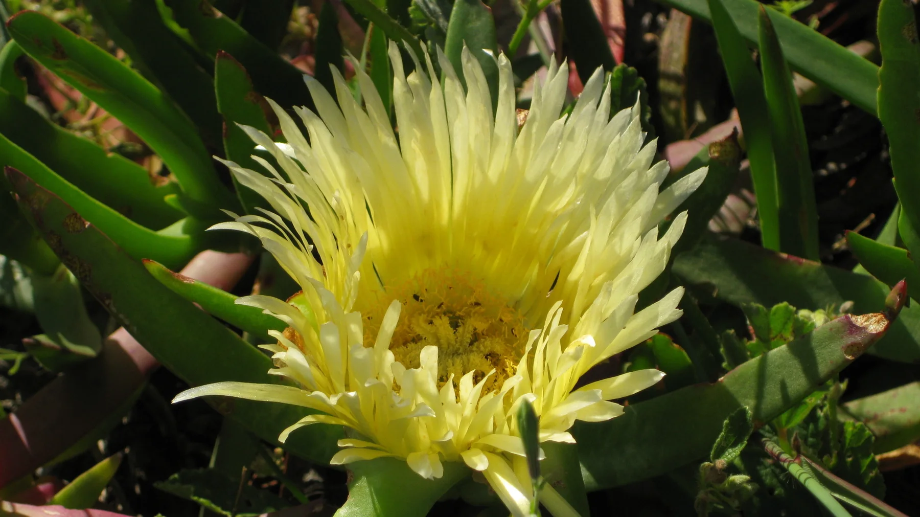 Fine pale-yellow petals surround a dense golden flower center.