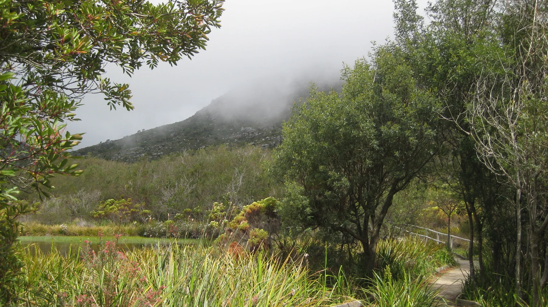 Trees and grasses border water below a mist-covered hill.