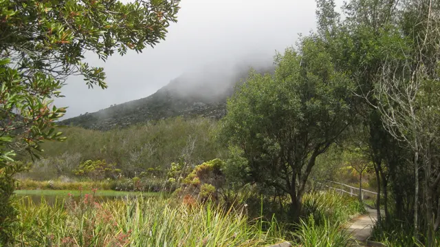 Trees and grasses border water below a mist-covered hill.