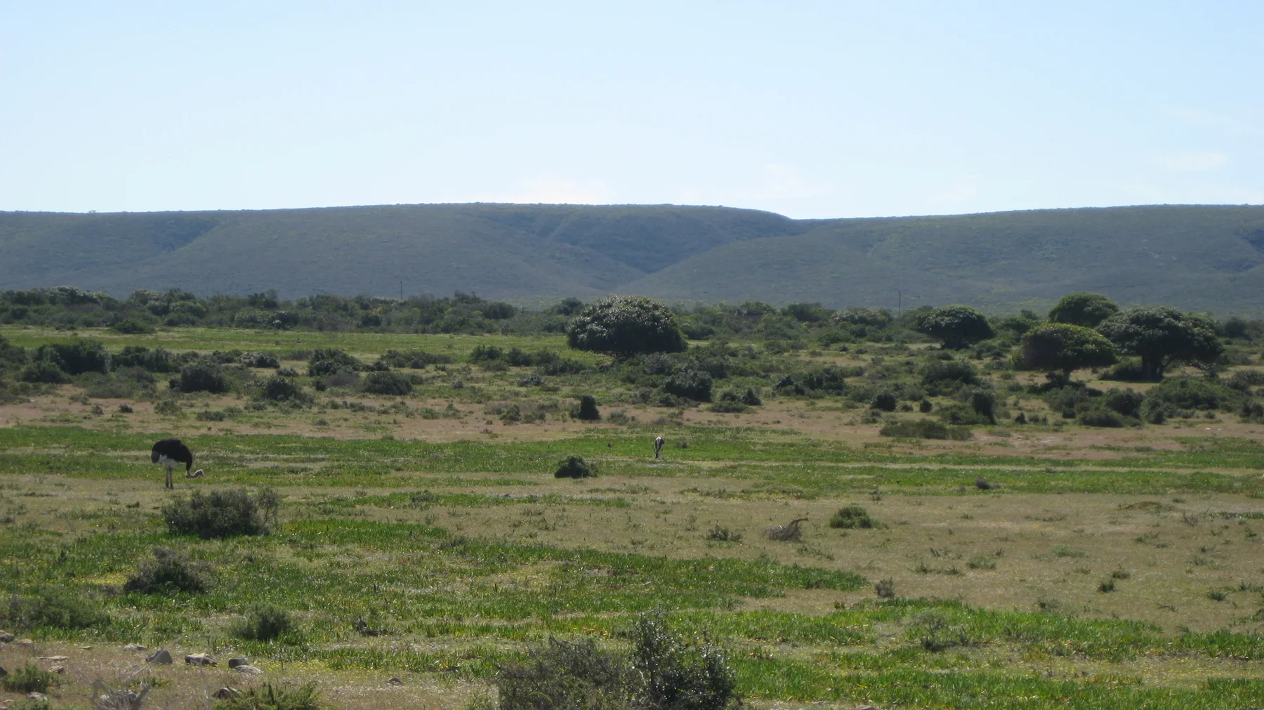 Scattered grazing animals occupy grassland below a flat ridge.