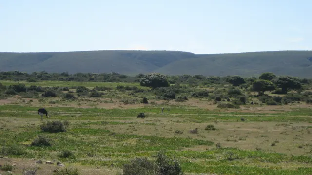 Scattered grazing animals occupy grassland below a flat ridge.
