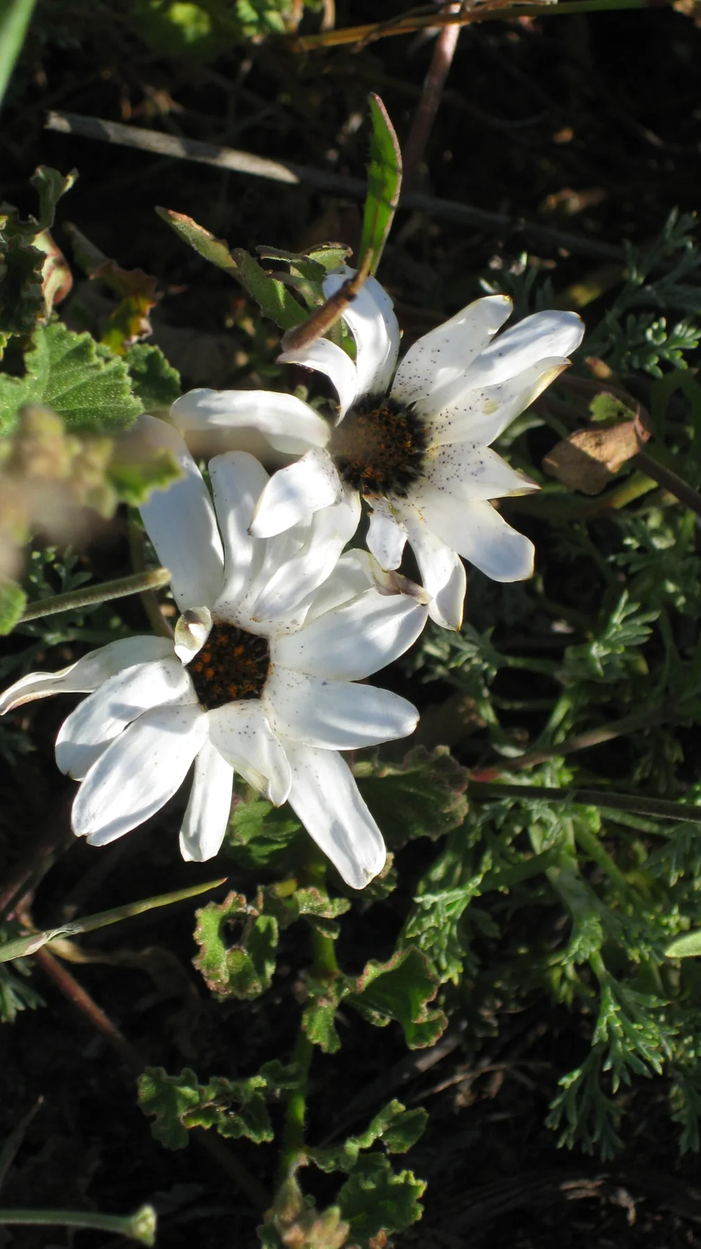 White flowers with dark centers grow among shaded leaves.