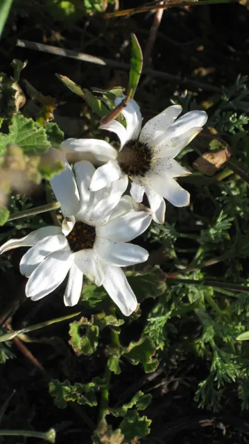 White flowers with dark centers grow among shaded leaves.