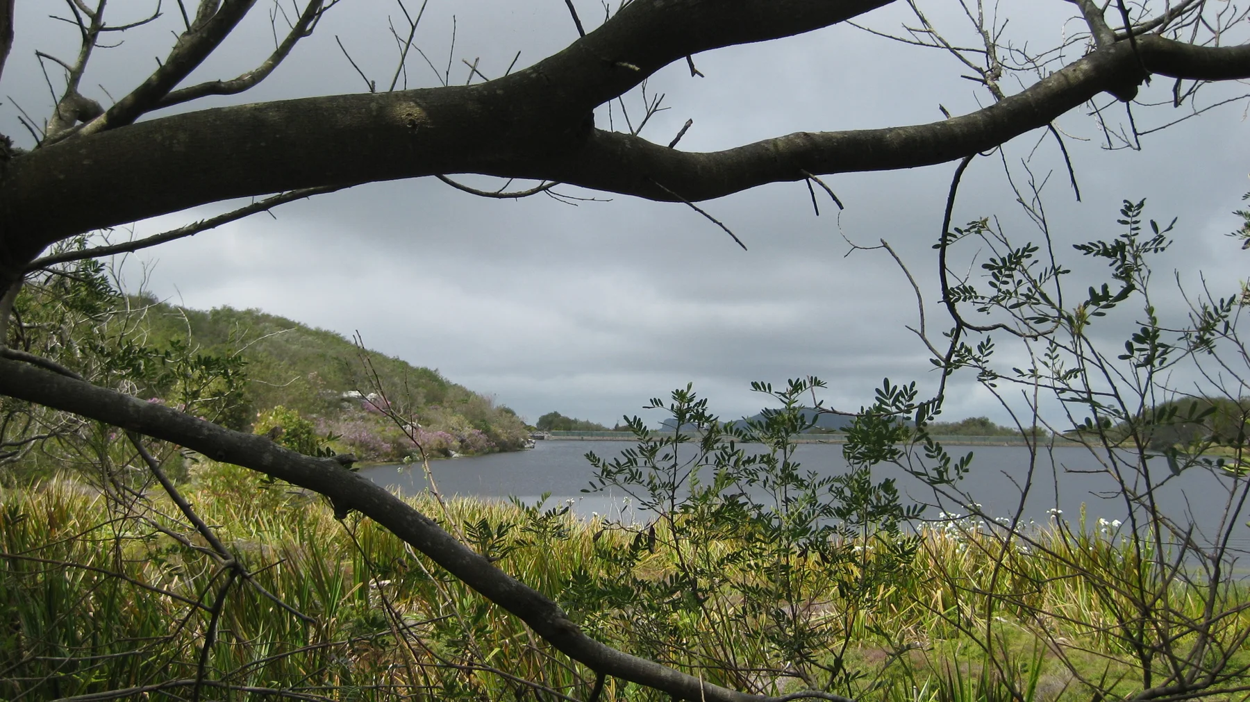 Dark branches stretch above reservoir water and green banks.