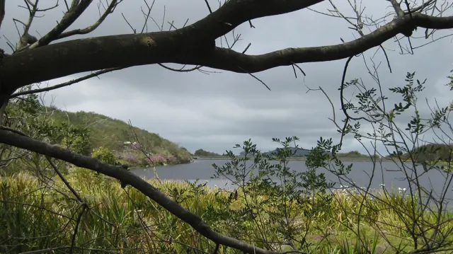 Dark branches stretch above reservoir water and green banks.
