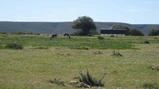 Two animals graze near a low building and scattered trees.