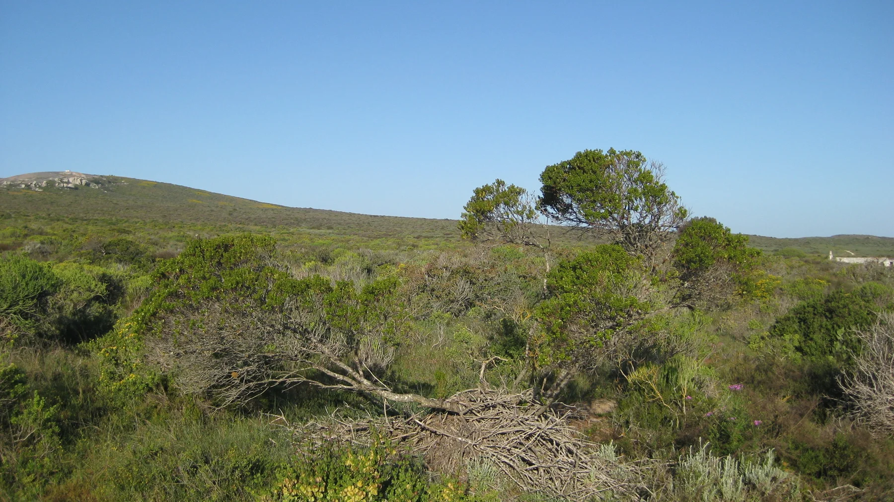 Small irregular trees rise from dense low green scrub.
