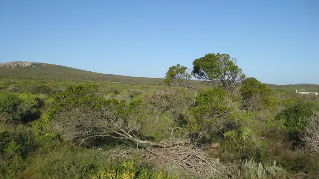 Small irregular trees rise from dense low green scrub.
