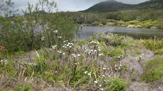 Pale flower stems border a narrow path beside reservoir water.