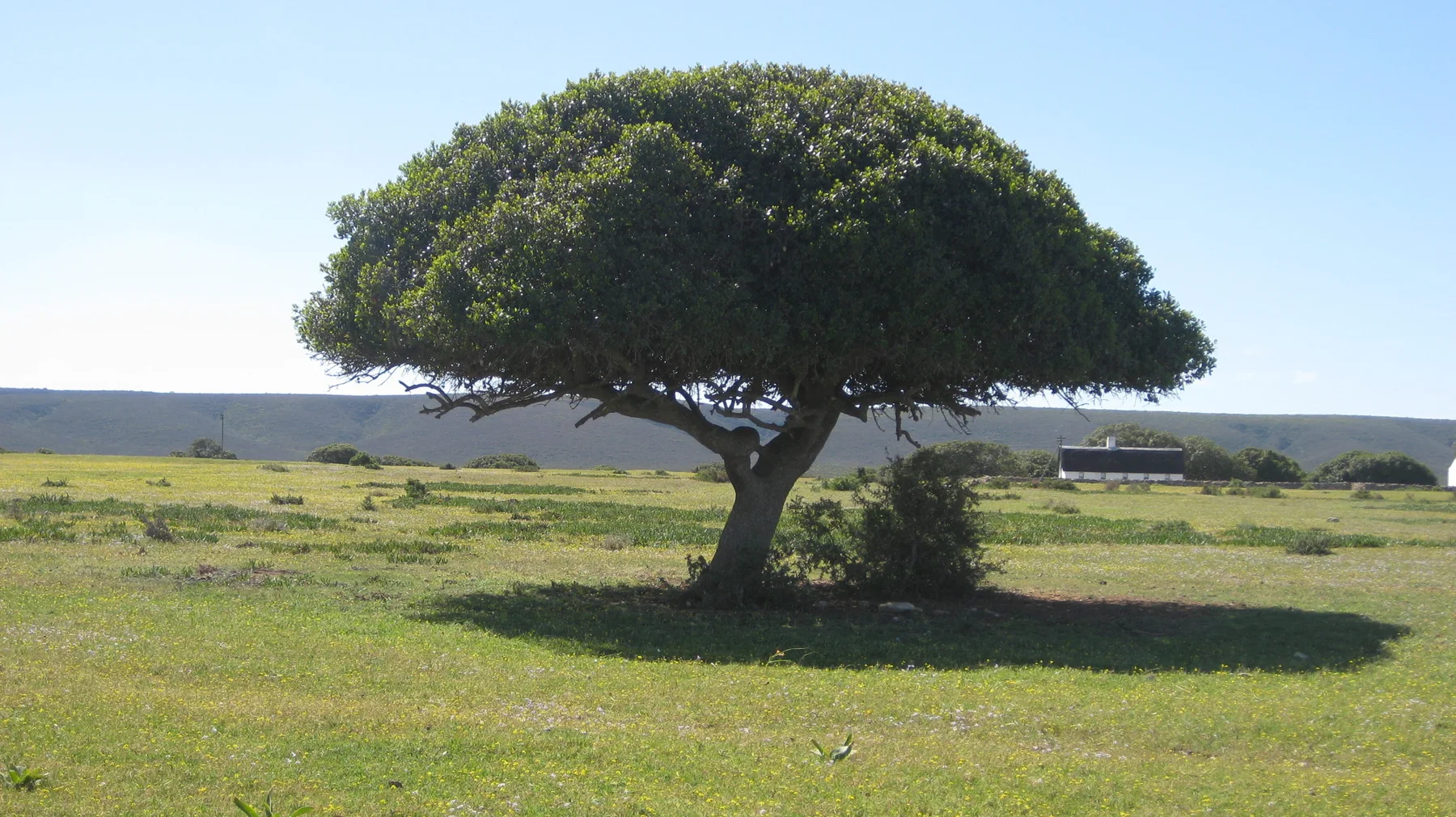 A lone broad-canopied tree casts deep shade on open grass.