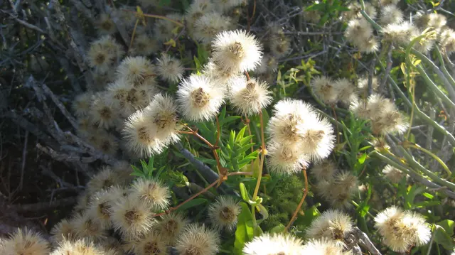 Fluffy pale seed heads cluster along thin green stems.