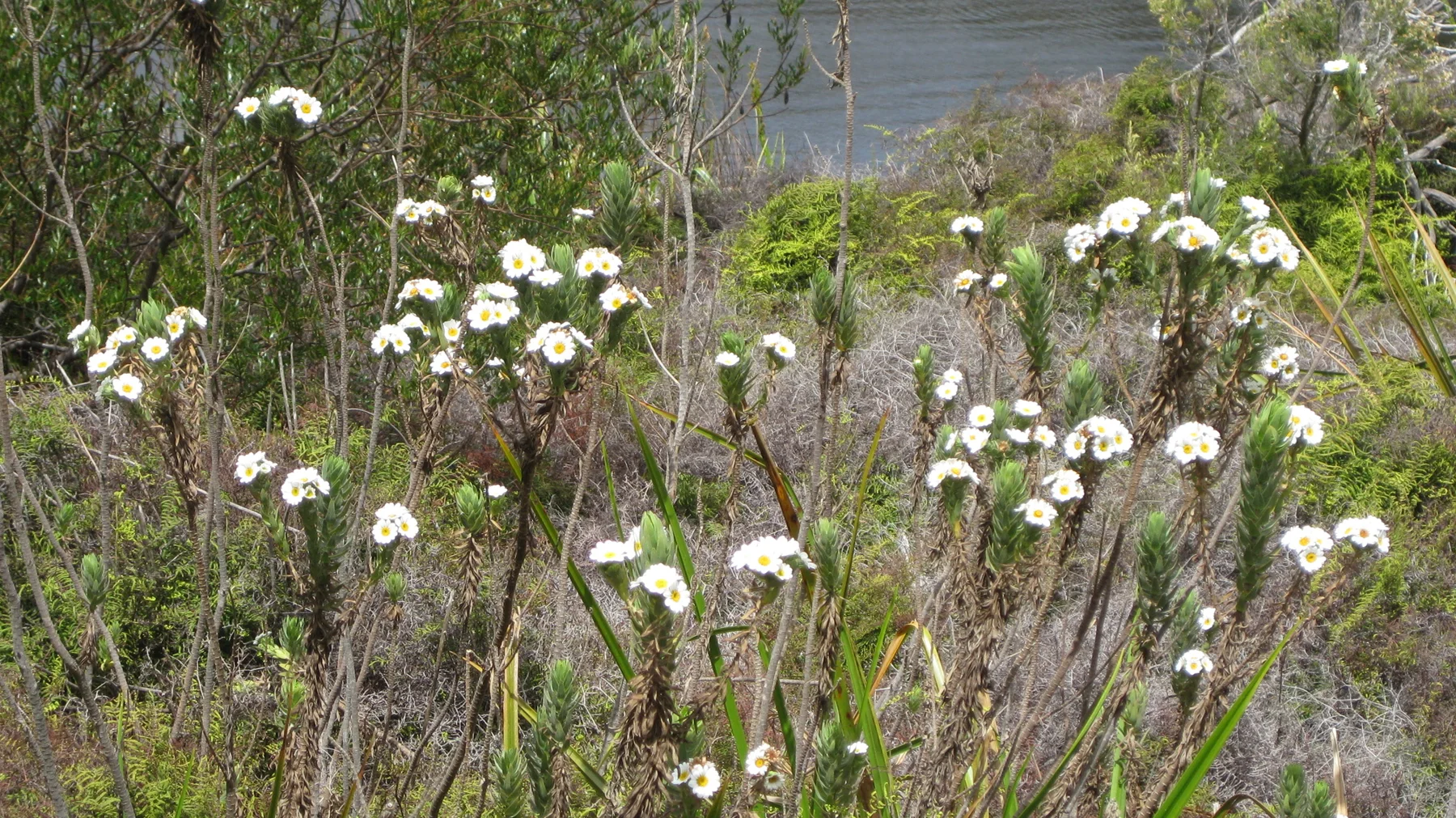 White flowers rise among grasses beside a reservoir.
