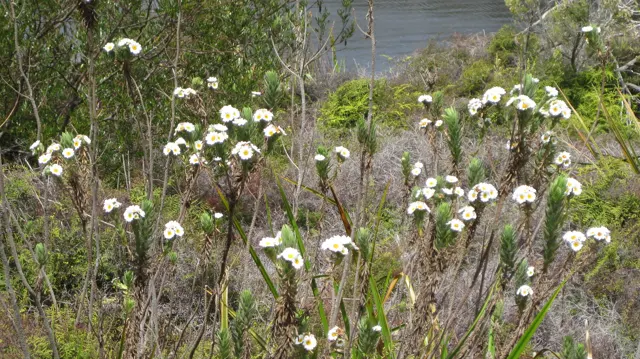White flowers rise among grasses beside a reservoir.