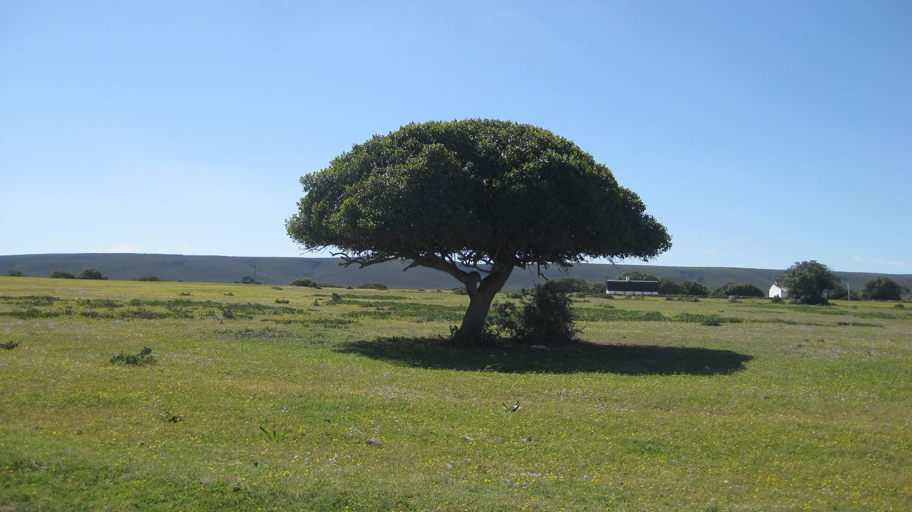 A rounded tree stands alone in a wide grassy field.