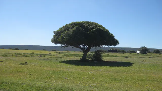 A rounded tree stands alone in a wide grassy field.