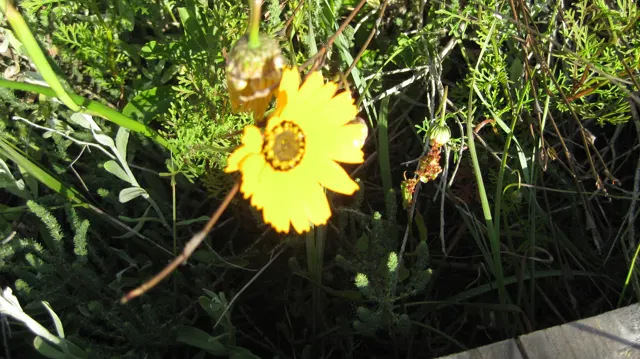 A golden-yellow bloom stands among thin green stems.