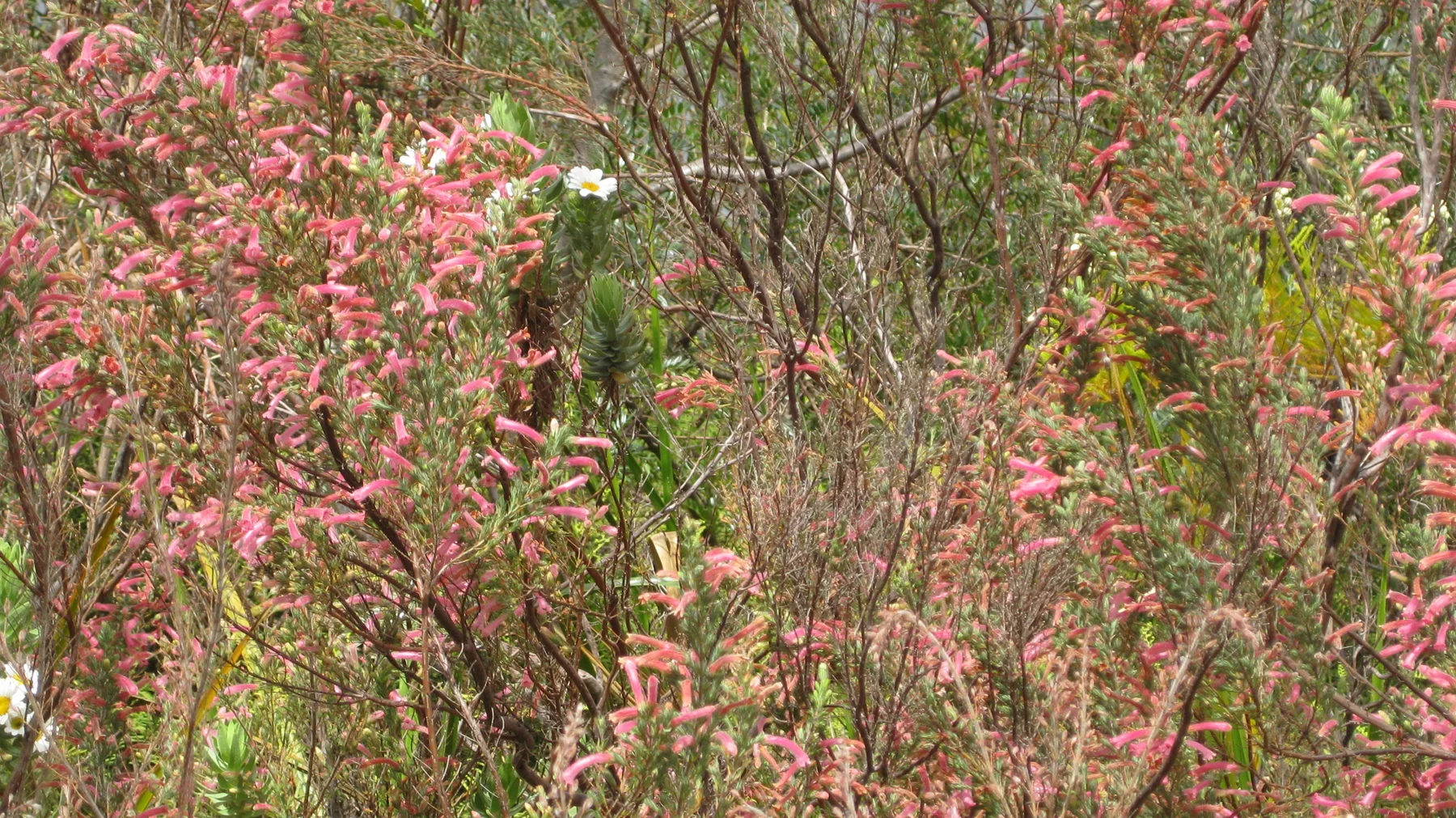 Tiny pink flowers form sprays along many upright stems.