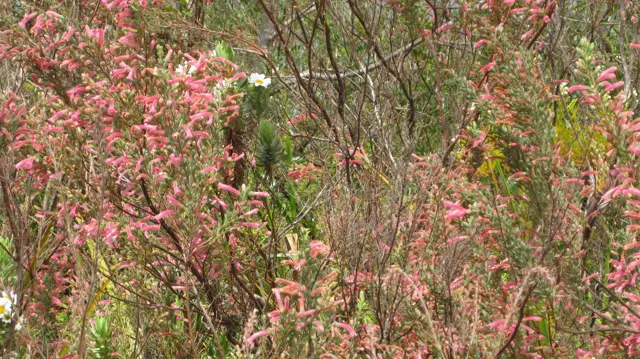 Tiny pink flowers form sprays along many upright stems.
