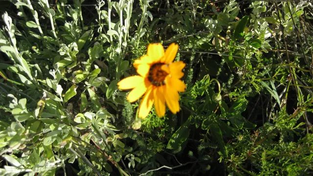 An orange-yellow flower opens among small green leaves.