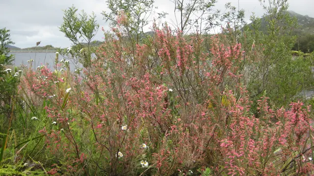Pink-flowered stems stand near shrubs and a glimpse of water.