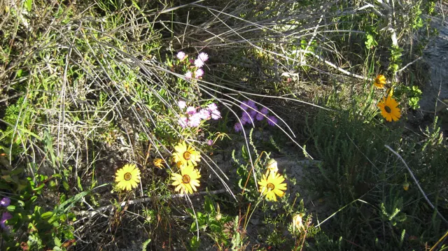 Small yellow flowers hang among fine twigs and narrow leaves.