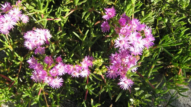 Pink blossoms cluster among narrow sunlit green leaves.