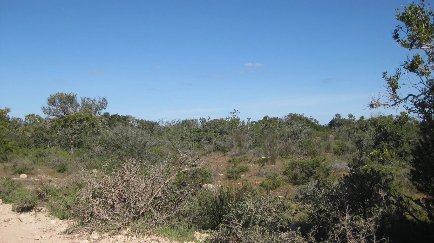 Mixed low shrubs and bare ground stretch beneath blue sky.
