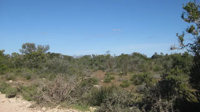 Mixed low shrubs and bare ground stretch beneath blue sky.