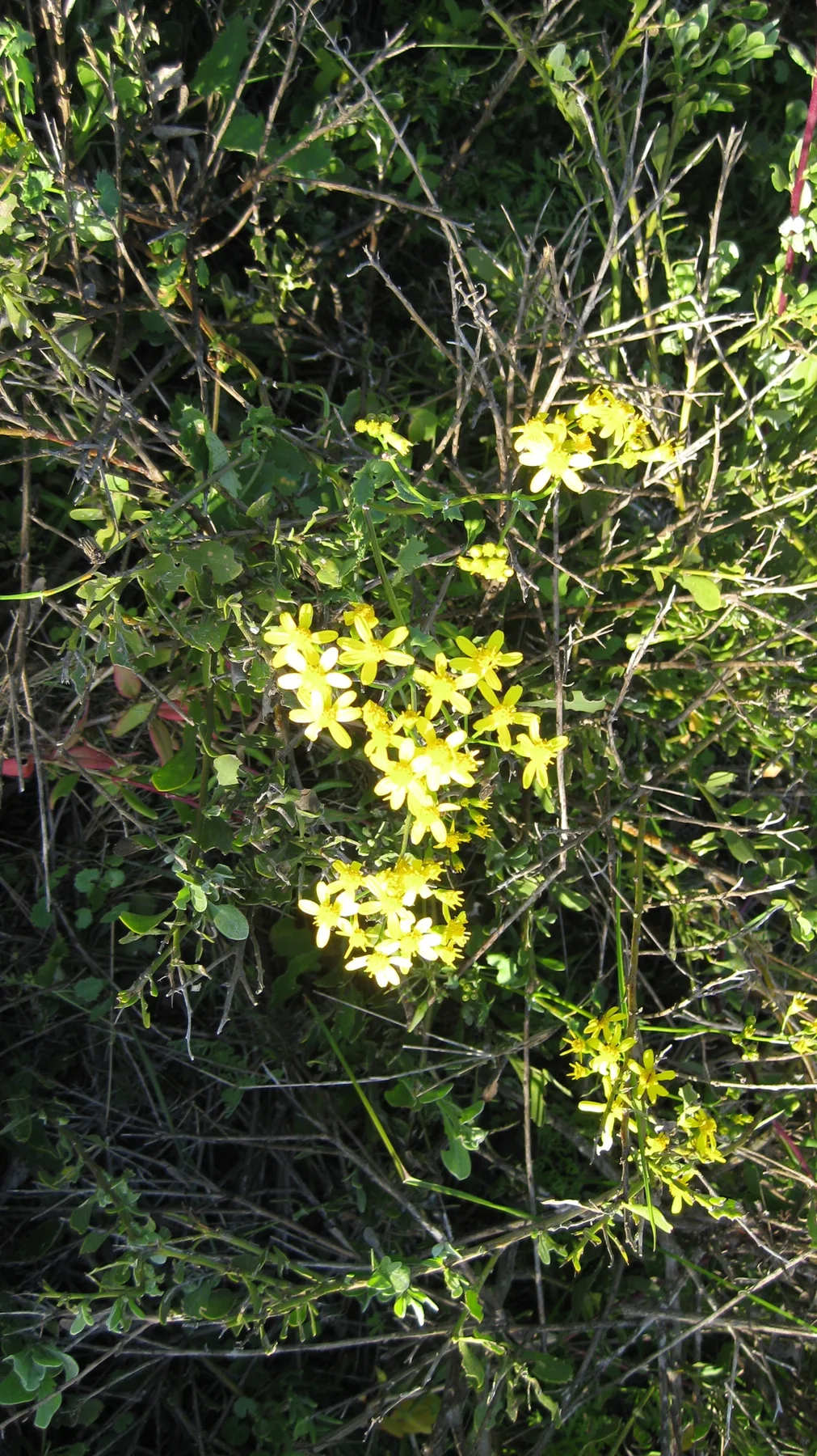 Small yellow flowers open among fine green stems.