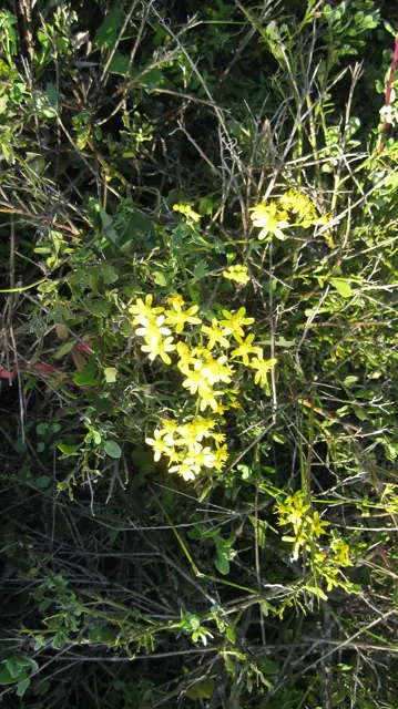 Small yellow flowers open among fine green stems.